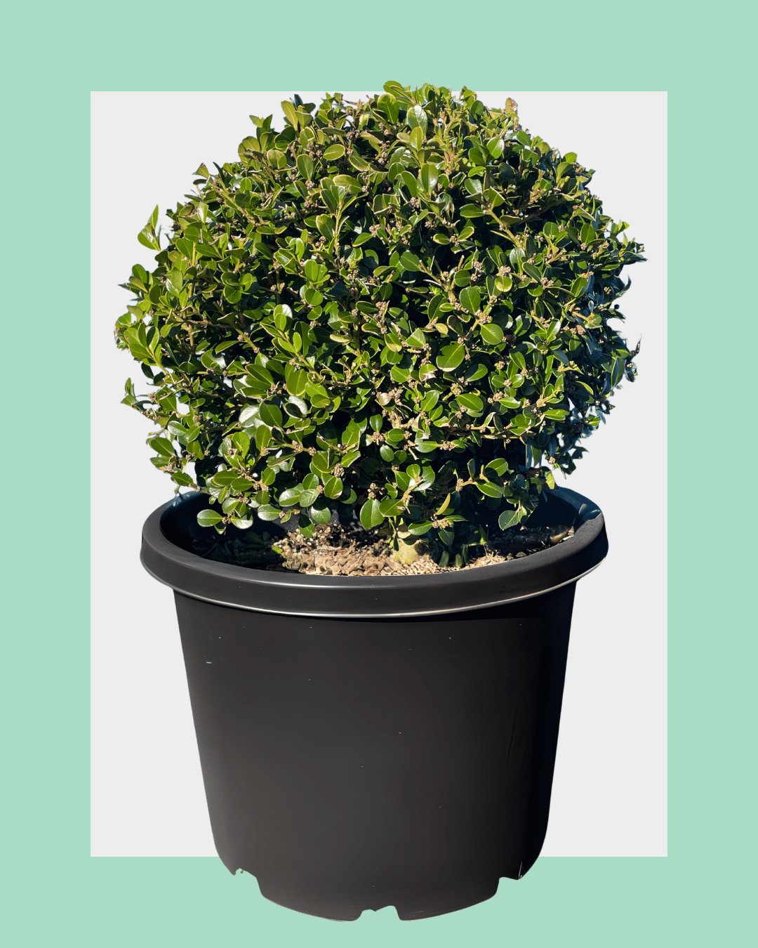 Buxus Microphylla (Japanese Box) Balls / Globes 20L