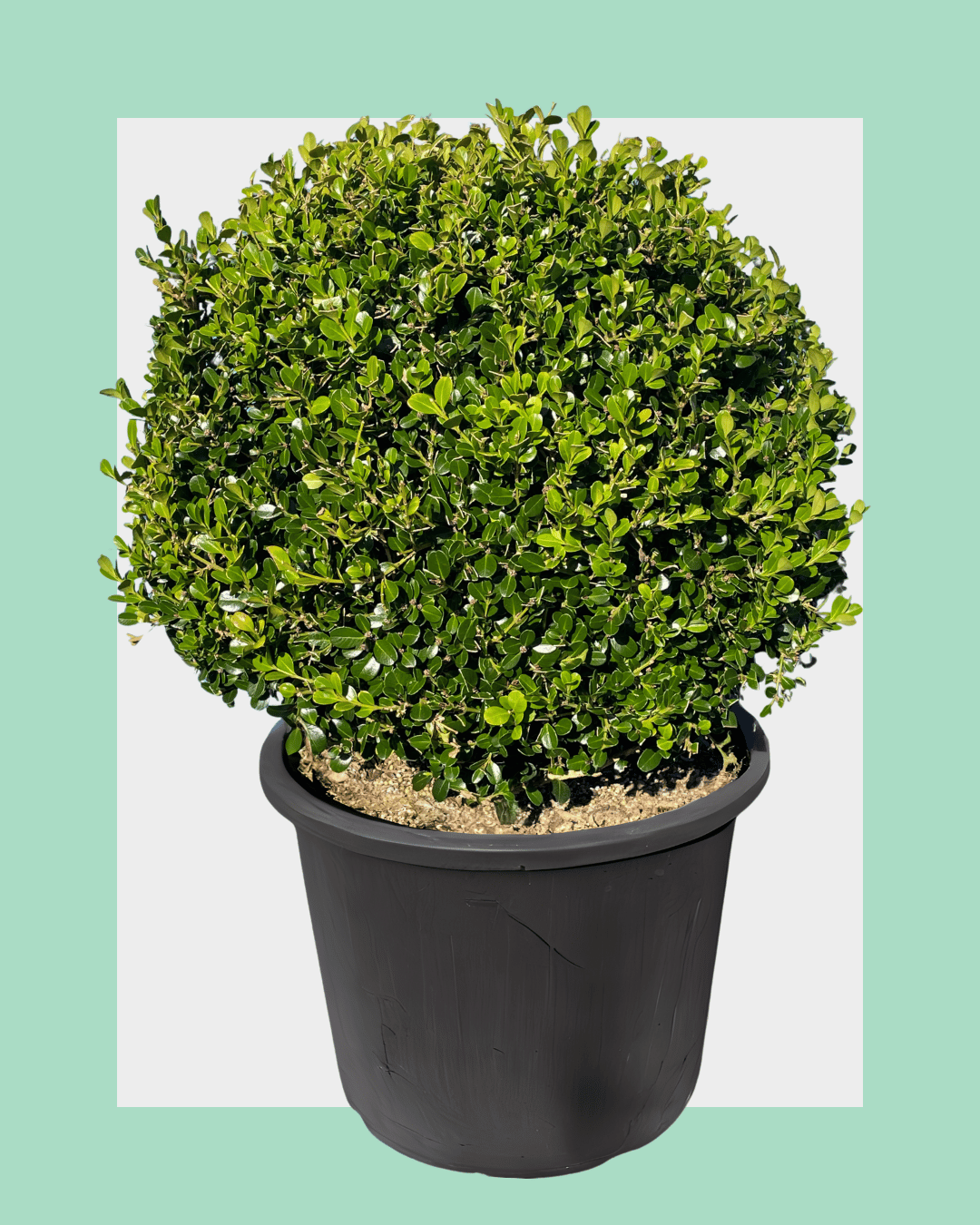 Buxus Microphila (Japanese Box) Balls / Globes 50L