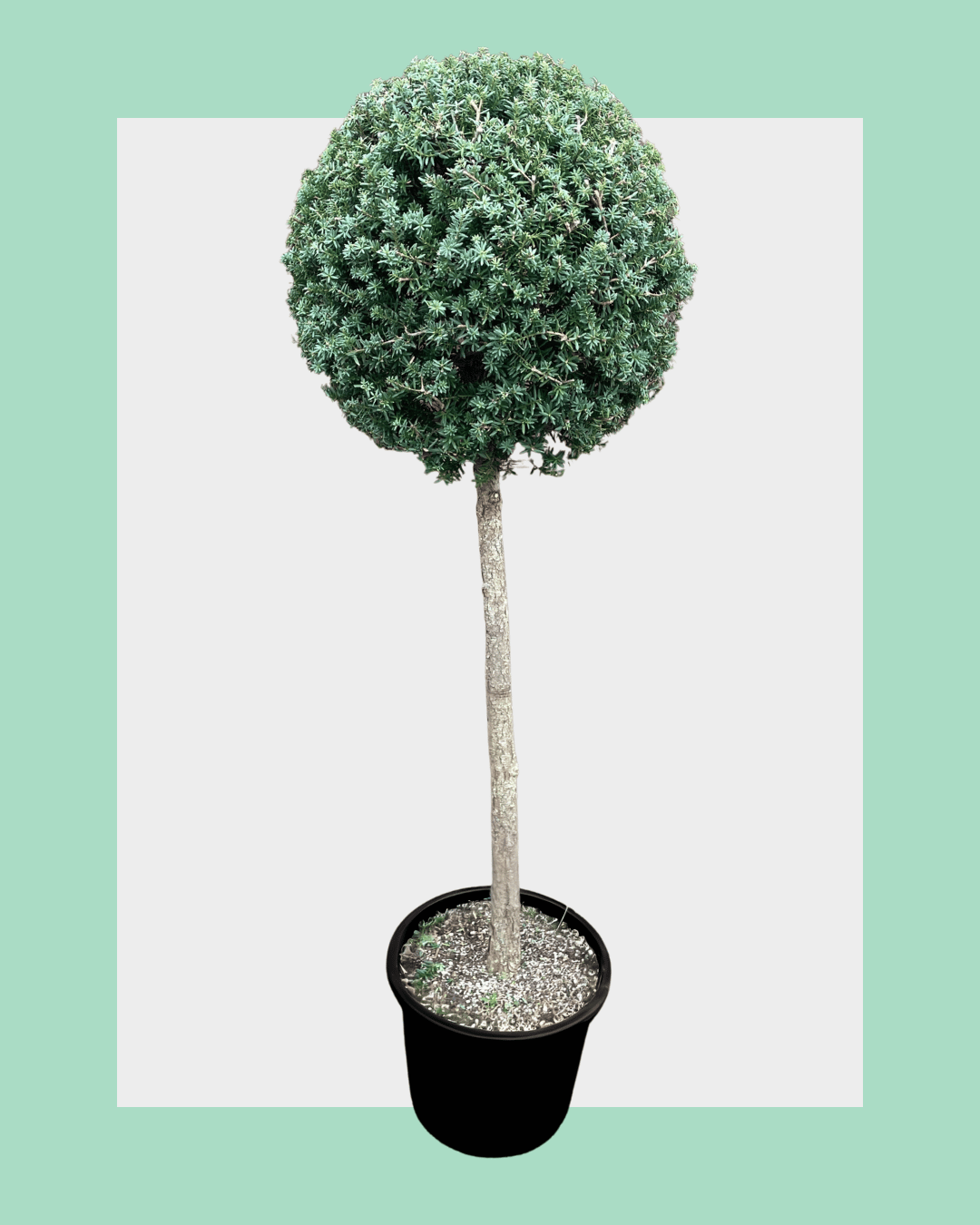 Podocarpus Totara Matapouri Blue Standard (Lollipop) Trees Medium