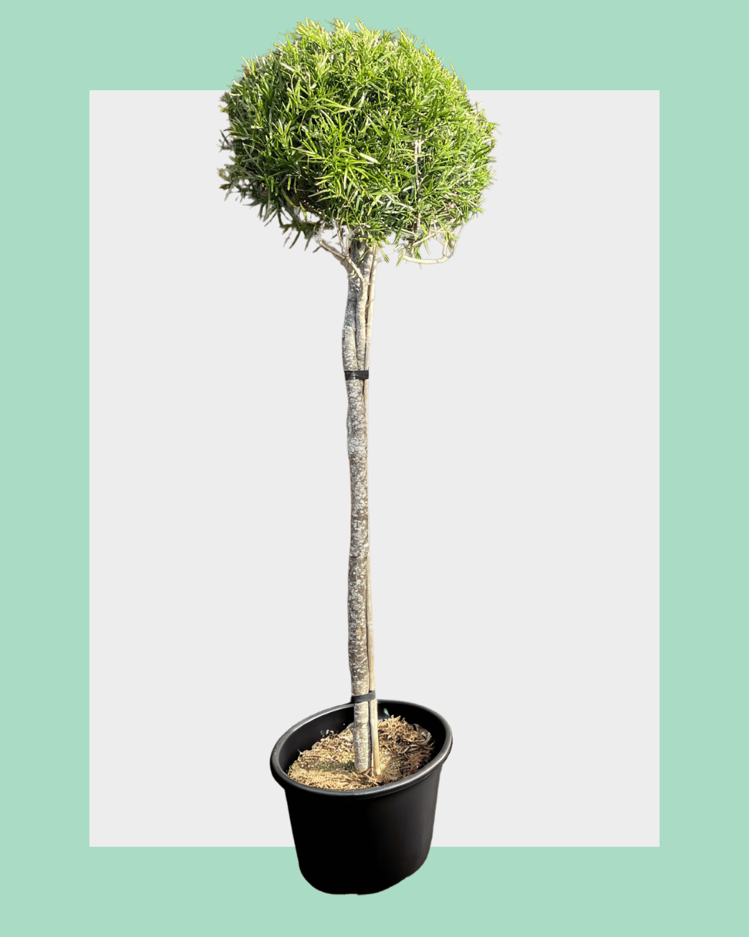 Podocarpus Gracilior Standard Trees Large
