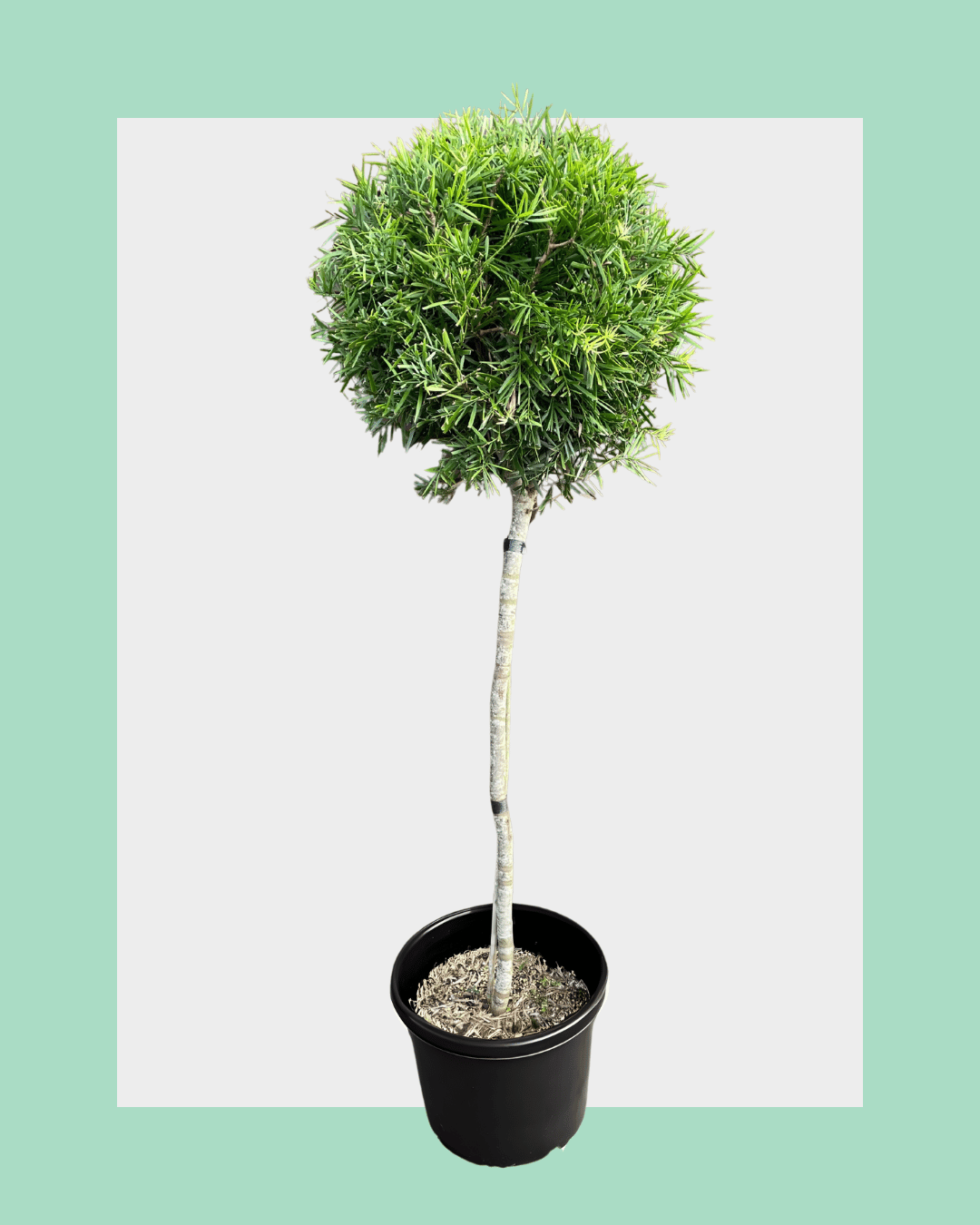 Podocarpus Gracilior Standard (Lollipop) Trees Small