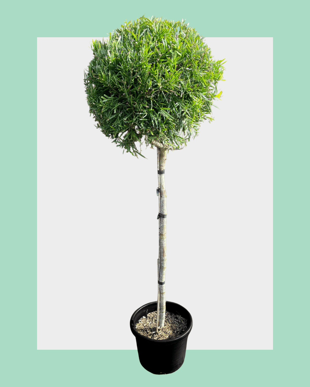 Podocarpus Gracilior Standard (Lollipop) Trees Medium