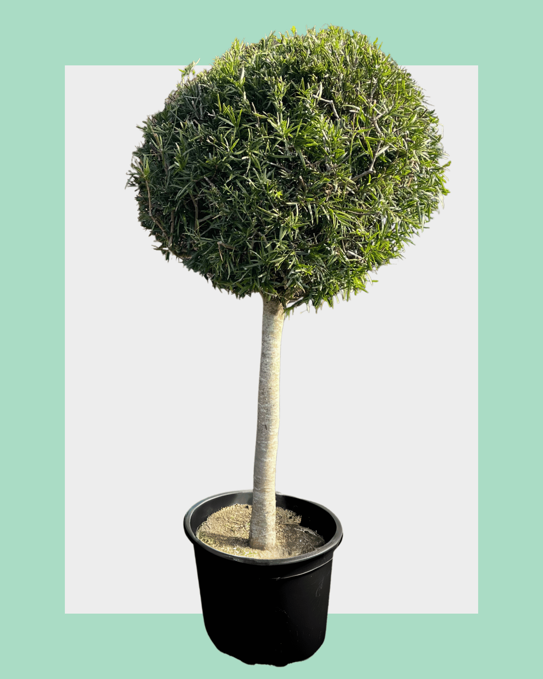 Podocarpus Gracilior Standard Trees Huge
