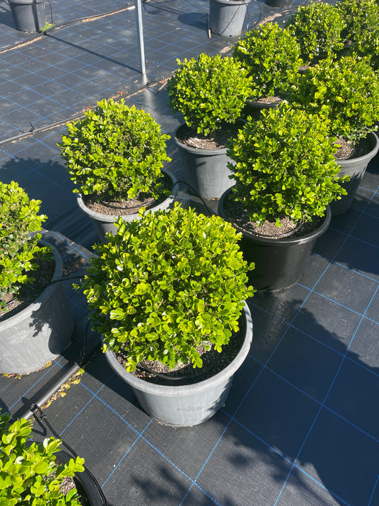 Buxus Microphylla (Japanese Box) Balls / Globes 30L