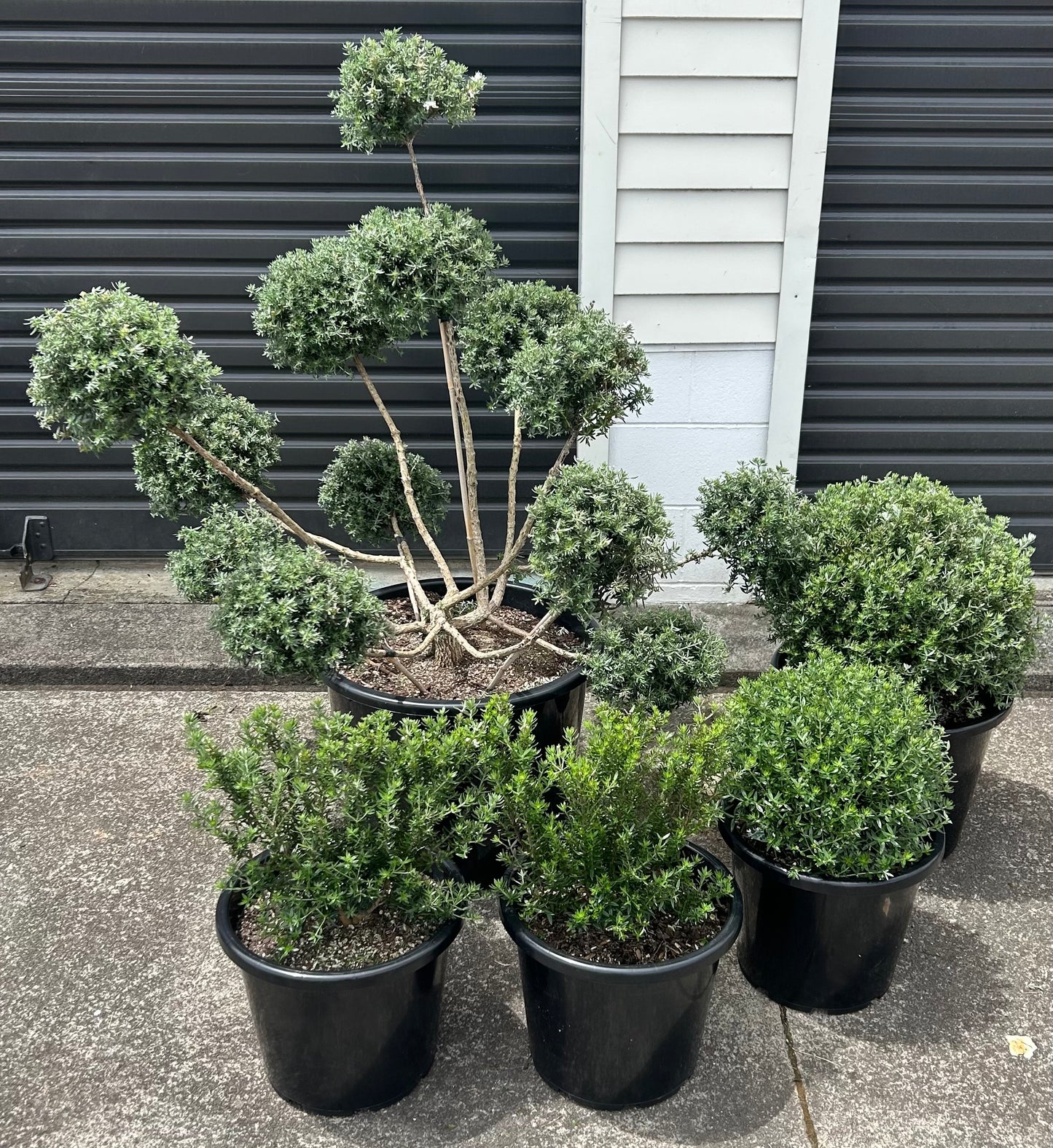Westringia Fruticosa (Coastal Rosemary) Cloud 50L