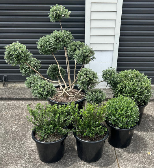 Westringia Fruticosa (Coastal Rosemary) Cloud 50L