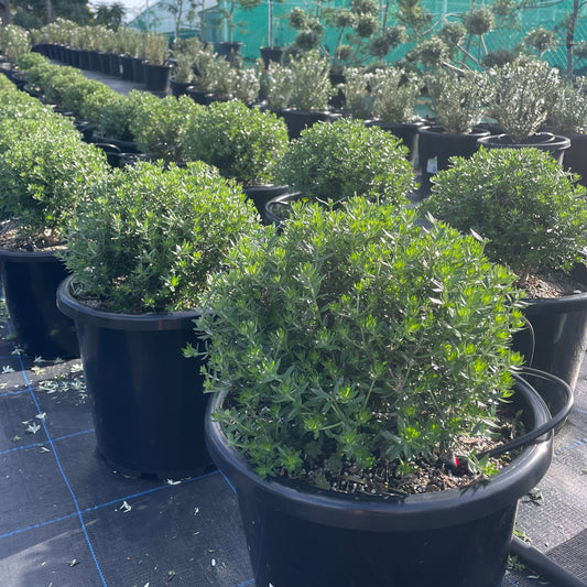 Westringia Fruticosa (Coastal Rosemary) Globes / Balls 15L