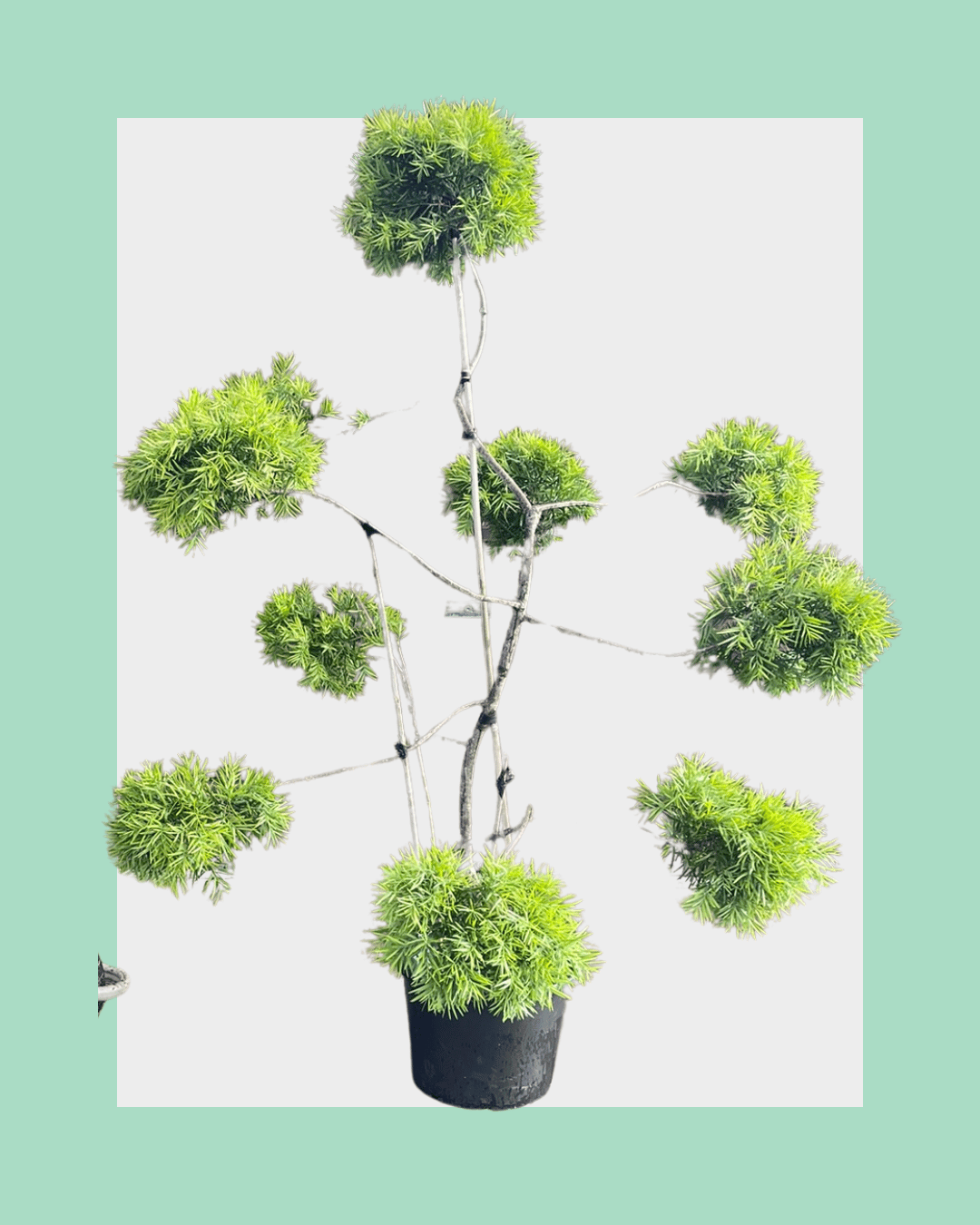 Podocarpus Gracilior Cloud Tree Medium