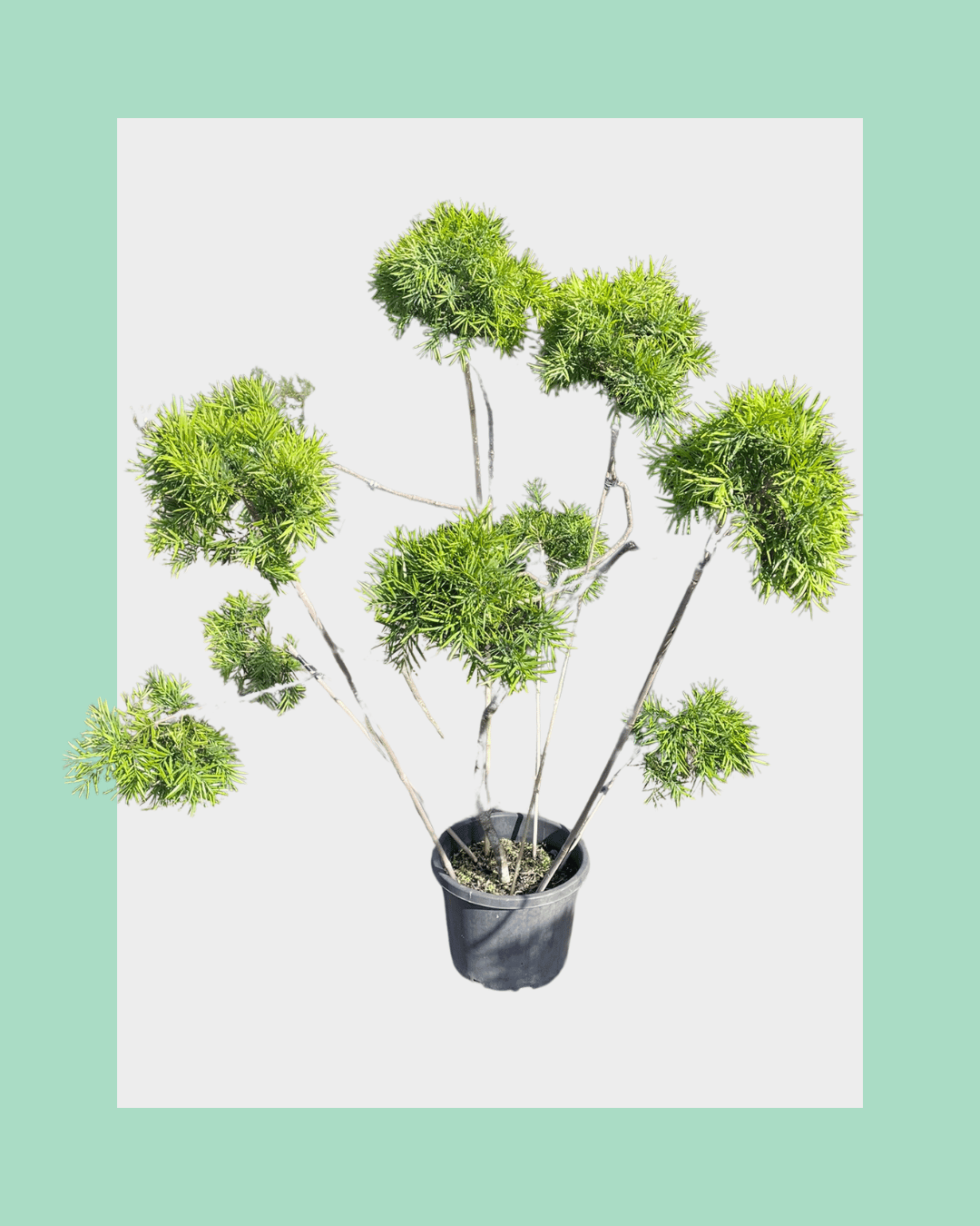 Podocarpus Gracilior Cloud Tree Small
