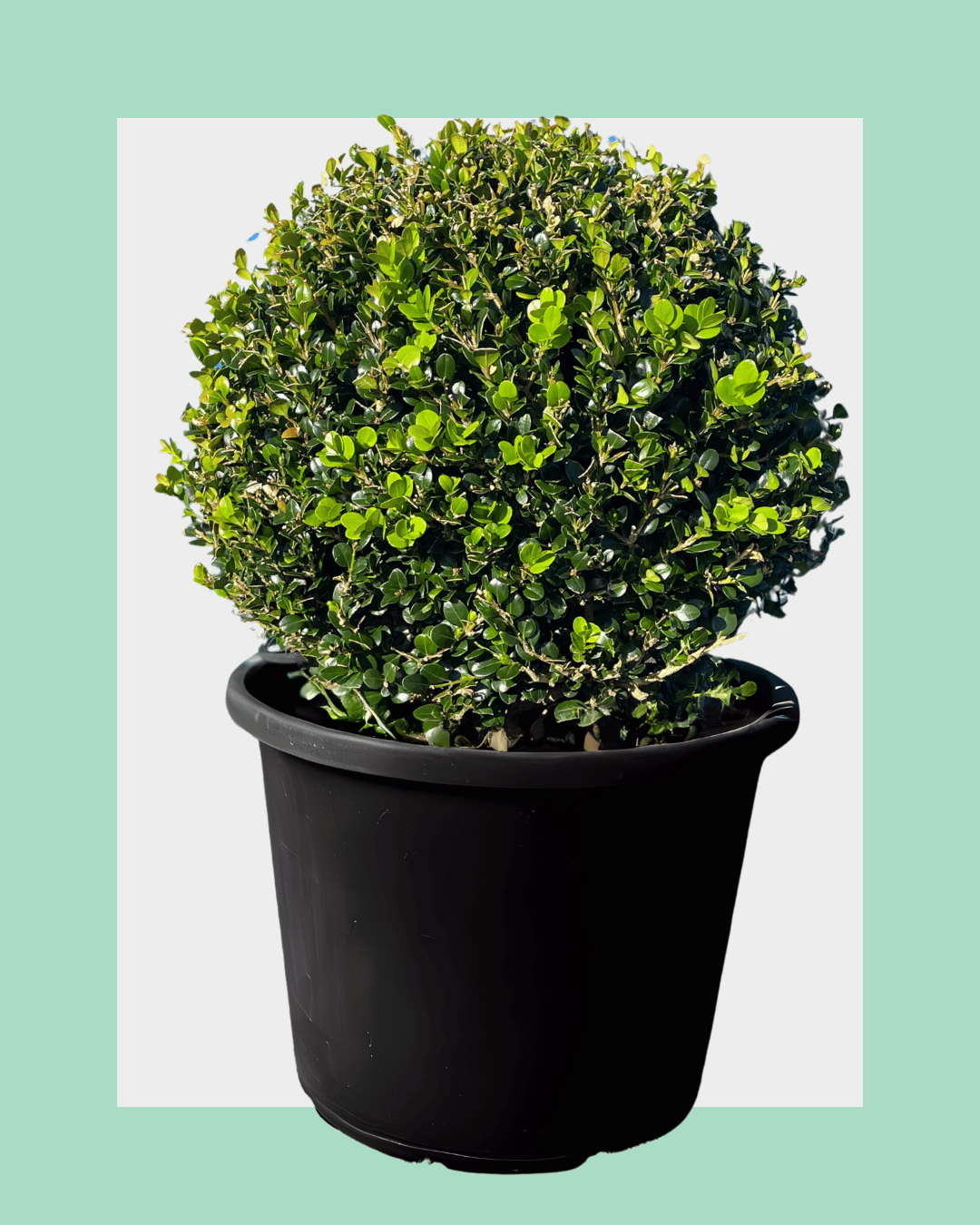 Buxus Green Gem Balls / Globes 40L