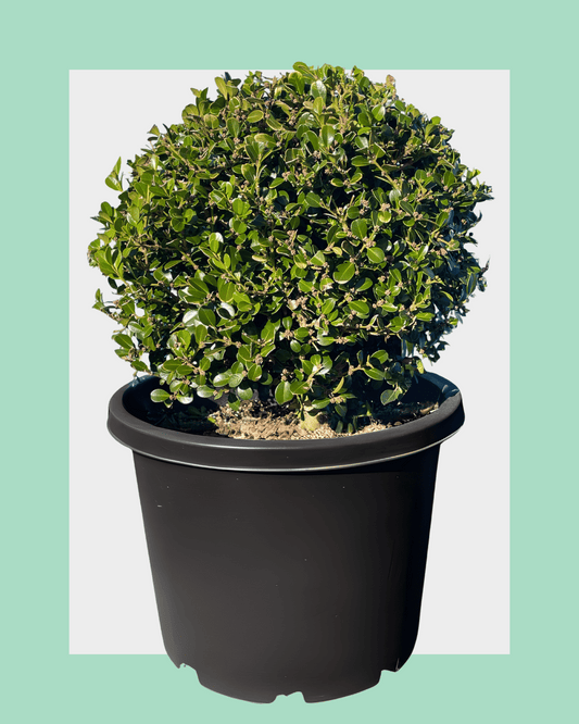 Buxus Microphylla (Japanese Box) Balls / Globes 20L