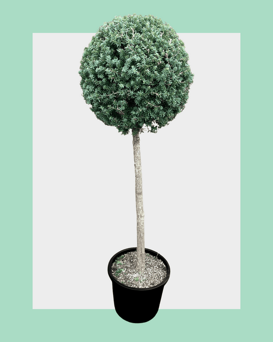 Podocarpus Totara Matapouri Blue Standard (Lollipop) Trees Medium