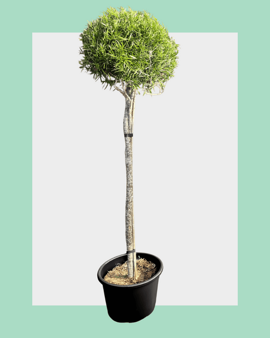 Podocarpus Gracilior Standard Trees Large