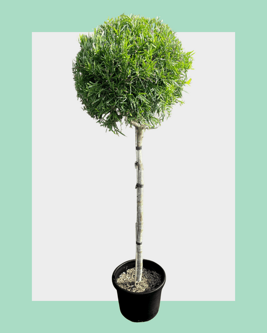 Podocarpus Gracilior Standard (Lollipop) Trees Medium