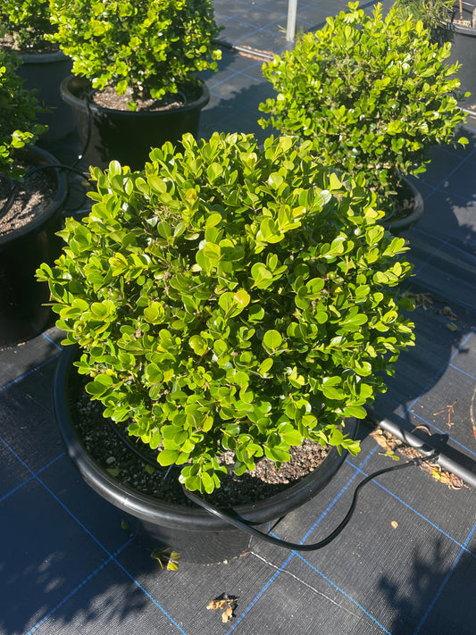 Buxus Microphylla (Japanese Box) Balls / Globes 30L