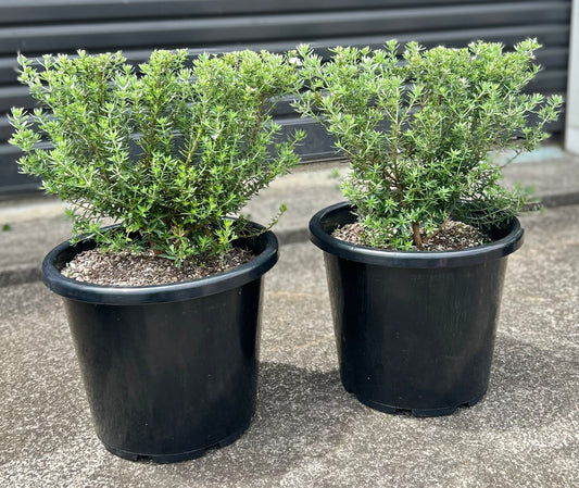 Westringia Fruticosa (Coastal Rosemary) Hedge 15L