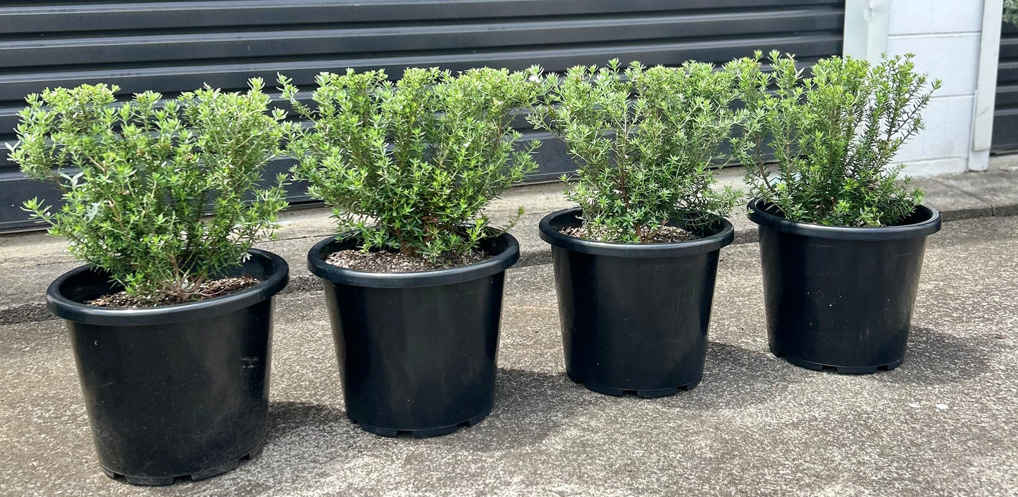 Westringia Fruticosa (Coastal Rosemary) Hedge 15L