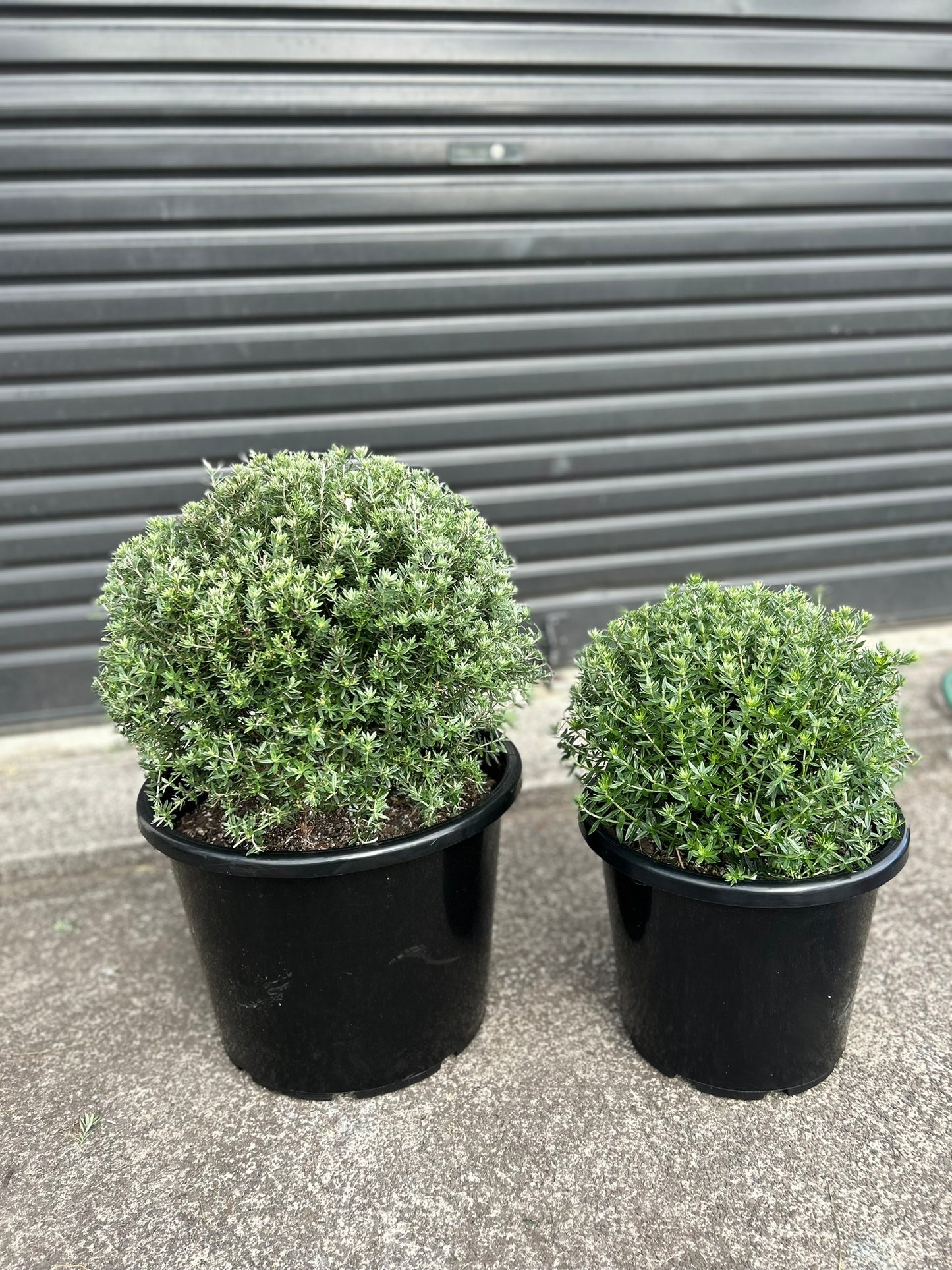 Westringia Fruticosa (Coastal Rosemary) Globes / Balls 30L