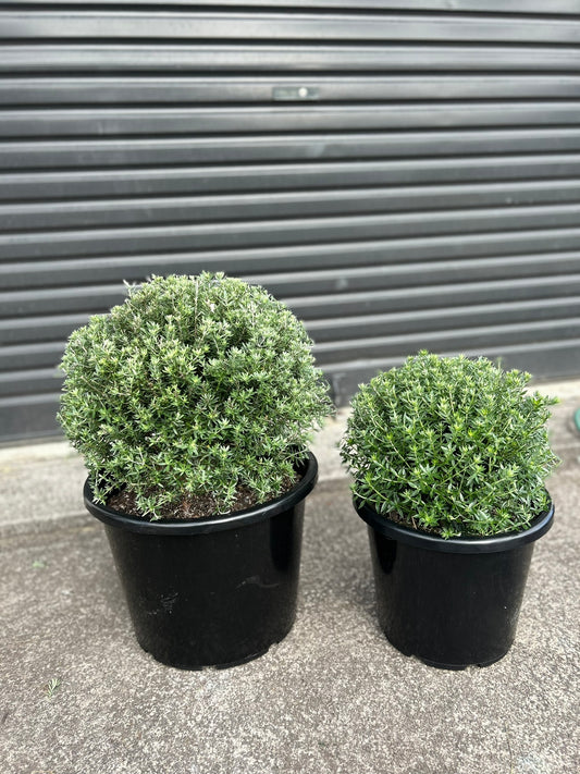 Westringia Fruticosa (Coastal Rosemary) Globes / Balls 30L