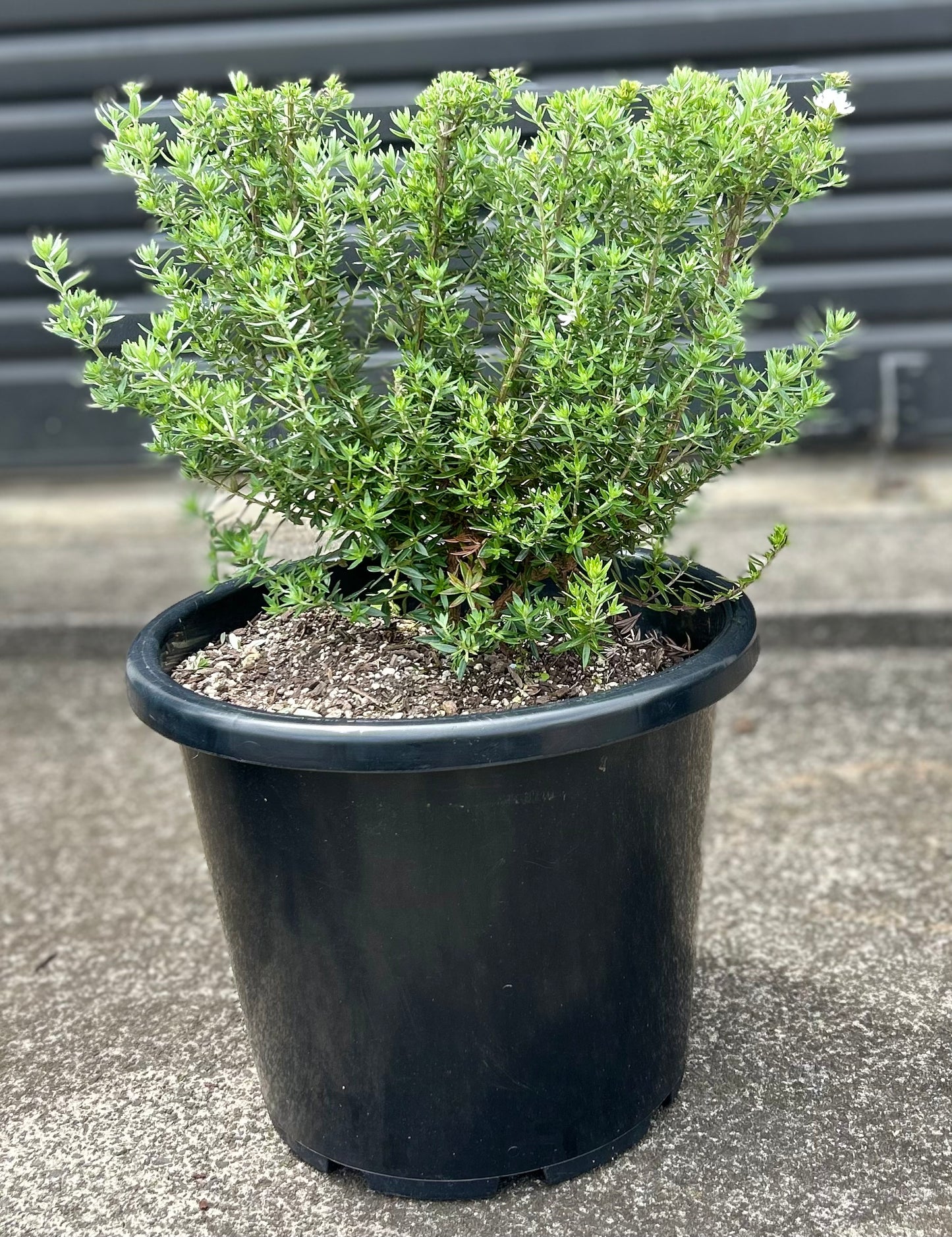 Westringia Fruticosa (Coastal Rosemary) Hedge 15L