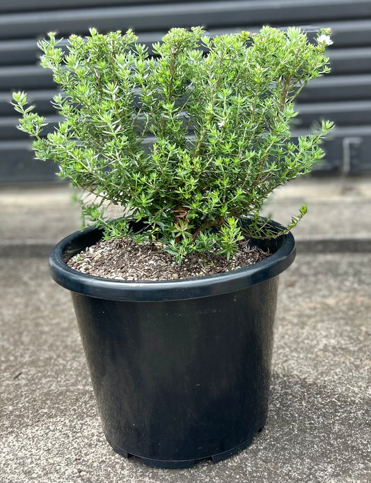 Westringia Fruticosa (Coastal Rosemary) Hedge 15L