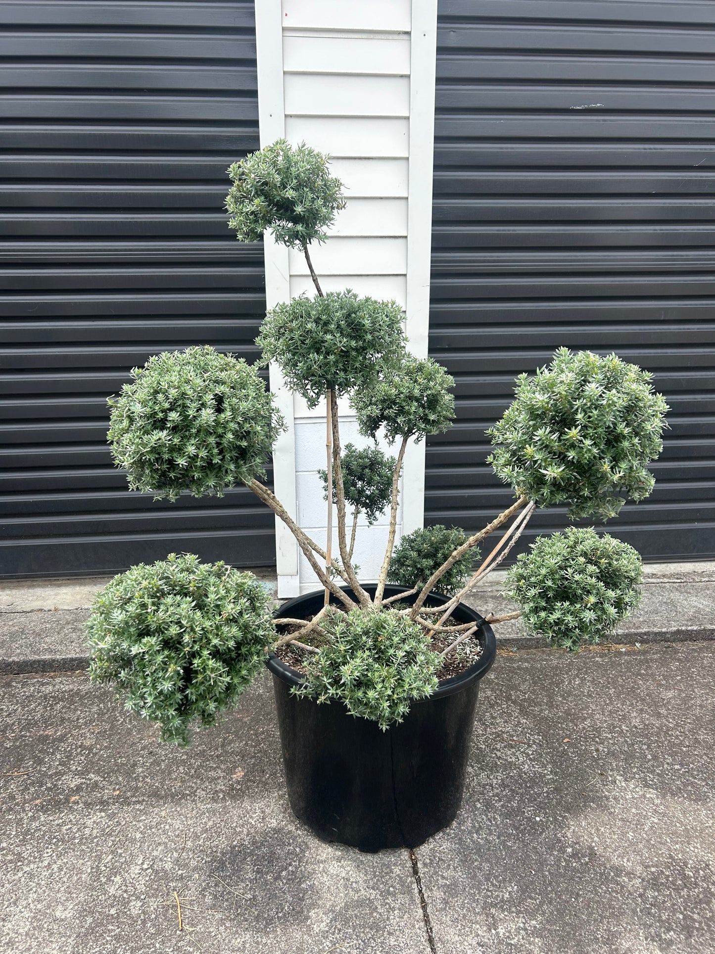 Westringia Fruticosa (Coastal Rosemary) Cloud 50L