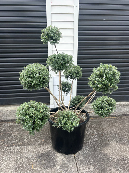 Westringia Fruticosa (Coastal Rosemary) Cloud 50L