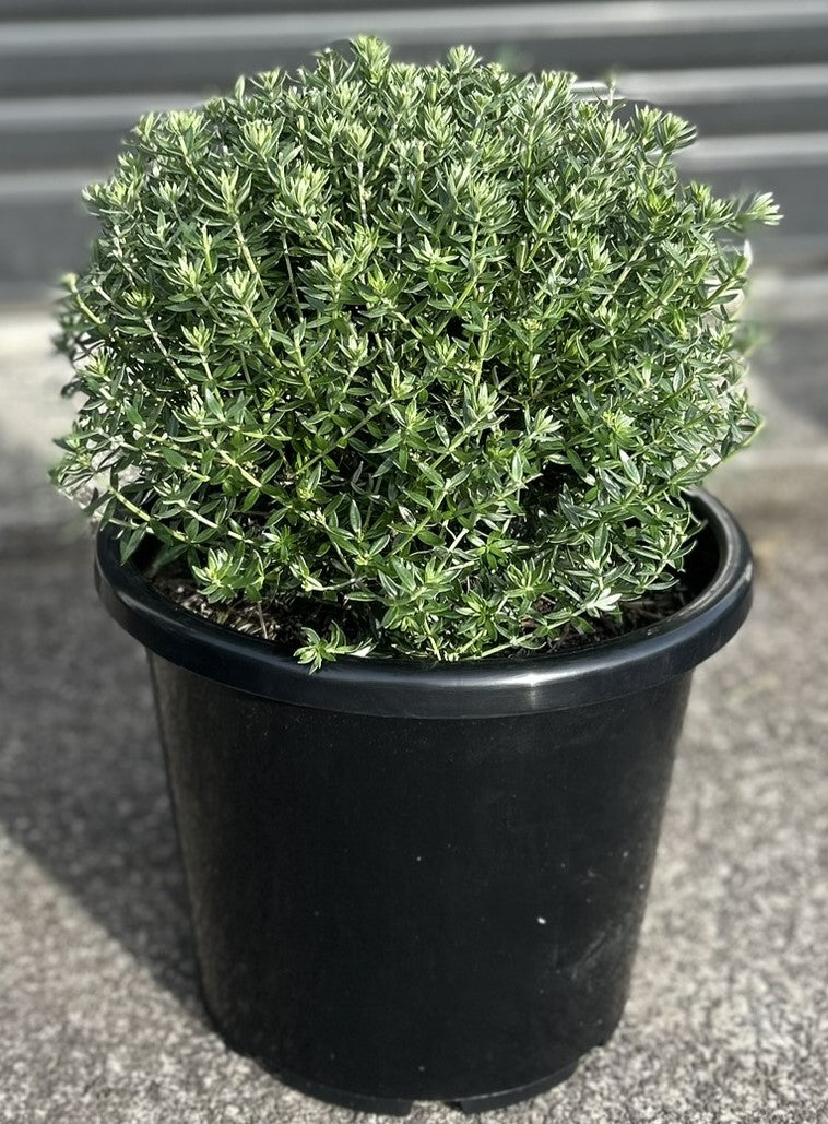 Westringia Fruticosa (Coastal Rosemary) Globes / Balls 15L