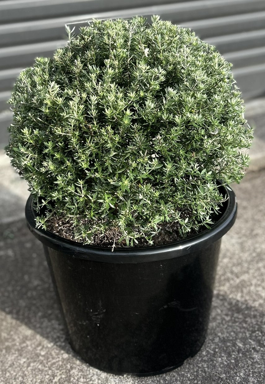 Westringia Fruticosa (Coastal Rosemary) Globes / Balls 30L