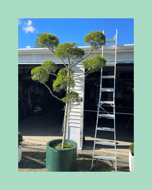 Podocarpus Gracilior Cloud Tree Huge
