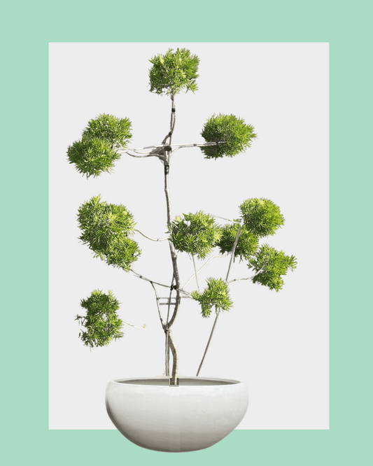 Podocarpus Gracilior Cloud Tree Large