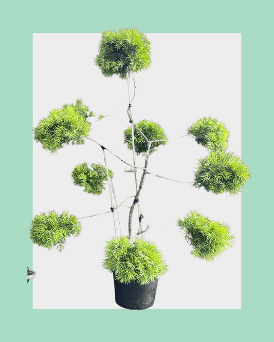 Podocarpus Gracilior Cloud Tree Medium