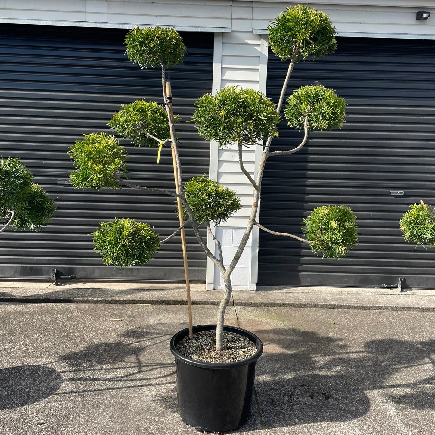 Podocarpus Gracilior Cloud Tree 50L