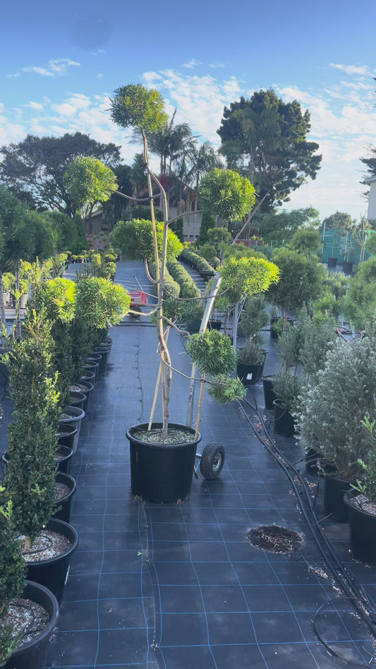 Podocarpus Gracilior Cloud Tree 50L