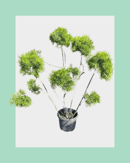 Podocarpus Gracilior Cloud Tree Small